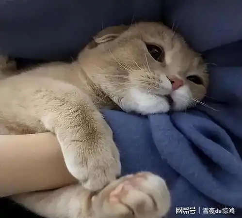  为什么有的猫,可以随便摸,但就是不给抱呢