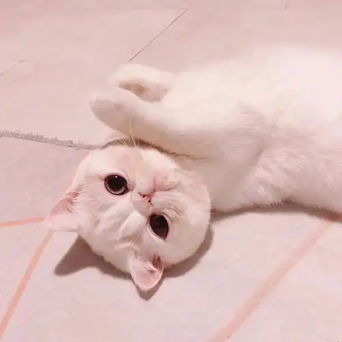  阔阔爱爱的头像