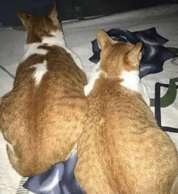  女儿买回两只猫陪母亲,空闲时回去看望,刚进屋就被橘猫逗乐了