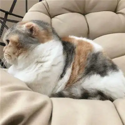  可爱微信猫咪头像,送给养小猫的亲们了