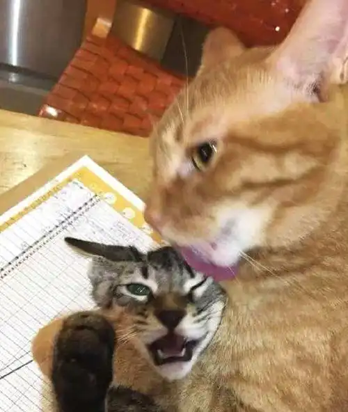  猫咪半夜生了娃,兴奋地一只只叼到主人被窝炫耀,猫你当外婆了