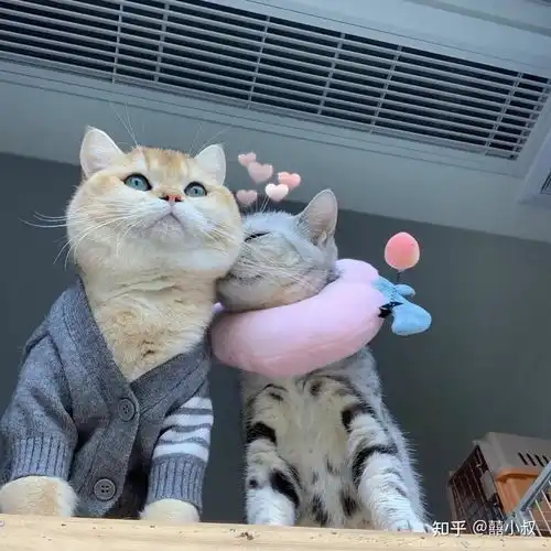 情侣头像呆萌两张配对猫