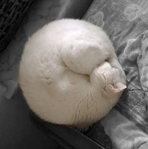 小猫情侣头像超萌睡姿