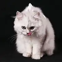  阔耐的小猫头像