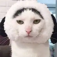  超可爱的情侣猫咪头像两只白色猫咪情侣头像