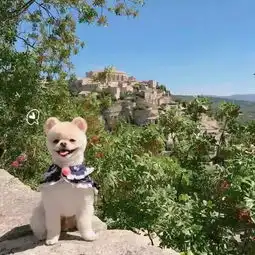  累得像条狗别逗了,我们狗才没有你累呢