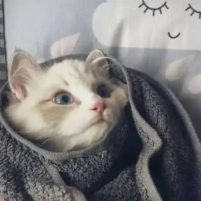 猫咪情侣头像一左一右搞