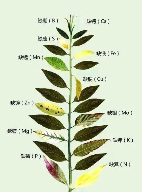  春天养花爱黄叶,剪一剪浇点它,3天就能绿油油