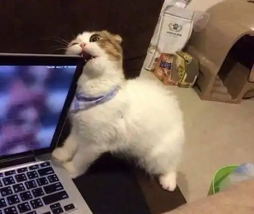  猫咪这5个捣蛋行为,把你当父母才会有,很多人还在责怪