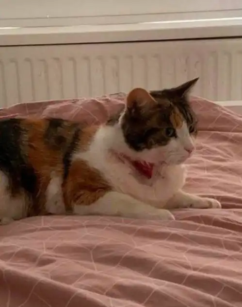  看着都疼英国夫妇两只宠物猫相继遭枪击,猫主子身中子弹很可怜