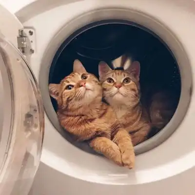 有关于猫的情侣头像qq头