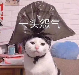  花了5万块钱学女星速效瘦身法,有用吗