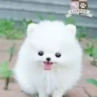  个性网头像萌宠个性网萌娃情侣头像