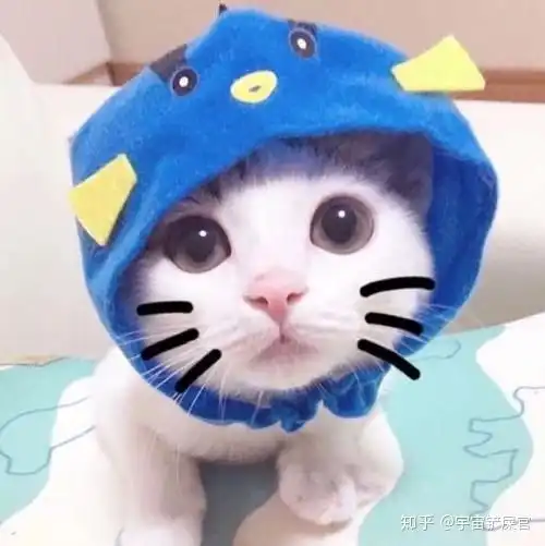 猫的情侣头像猫咪