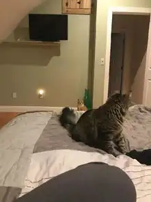  你知道什么是弃猫效应吗
