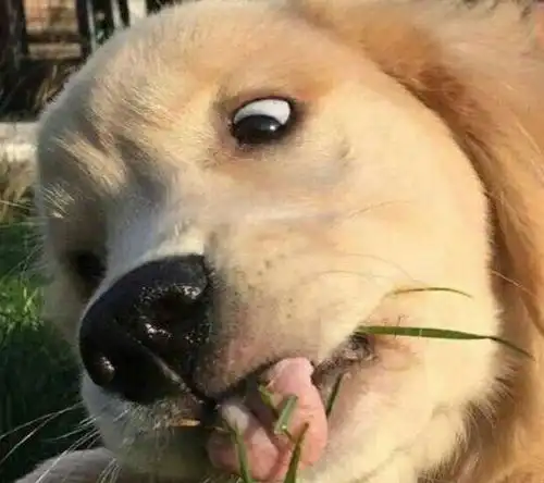 金毛总是在笼子里待着,出去玩的时候它竟然吃起了草