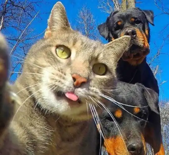  猫咪成精了你会的自拍姿势它都会,说好的建国后动物不允许成精呢
