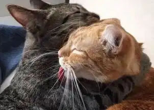  在猫咪眼中,人类秀恩爱的方式都弱爆了