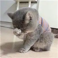  可爱小奶猫头像微信头像图片大全