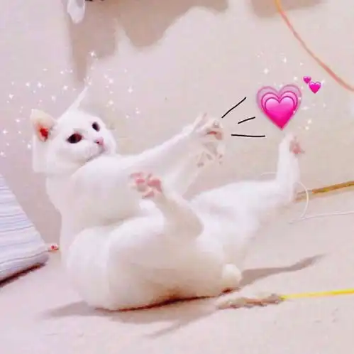  情侣头像萌宠猫