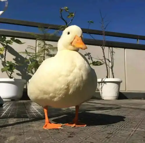  超好看的微信头像