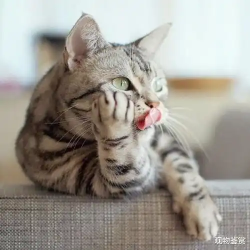  看到猫妈妈叼小猫,主人也去提猫咪后脖子,怎么才是正确抱猫姿势