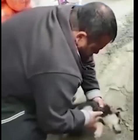 男子看到昏迷流浪狗,对其人工呼吸成功救活