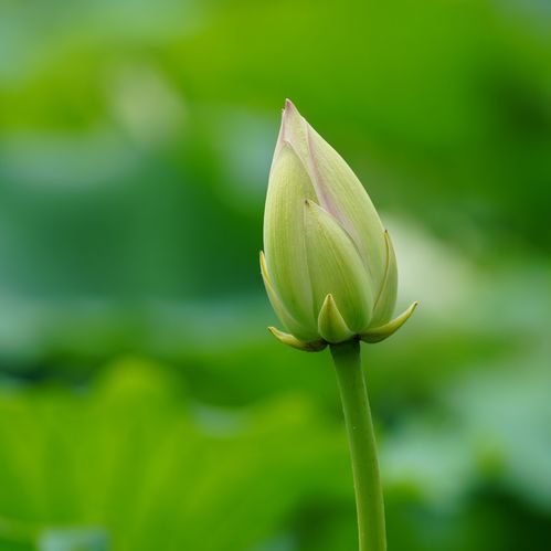  仲夏风暖,来这里邂逅最美夏雨荷