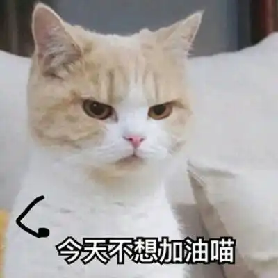情侣猫头像超萌一对报废