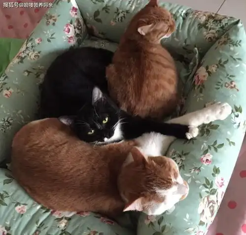 两只猫咪图片情侣头像家