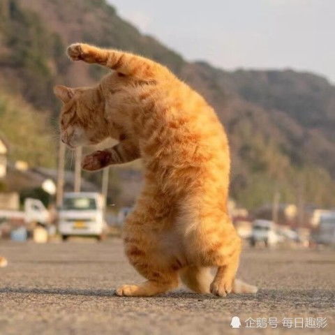 超可爱的情侣猫猫头火了相遇不必太早,只要刚刚好