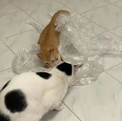  给家里两只猫买了猫爬架,带回家后猫却......