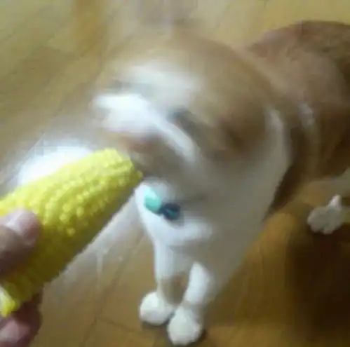  给大家分享一些沙雕猫猫情侣头像,哈哈哈哈哈