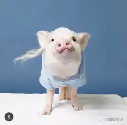 猪猪头像情侣爱笑的人