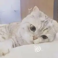  两只猫在洗衣机里的情侣头像微信头像图片大全