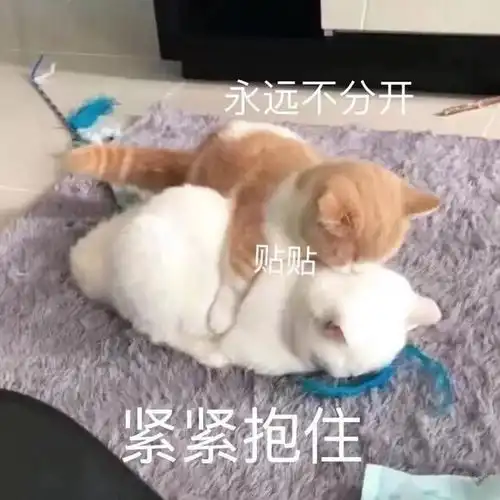  新年跟对象撒娇的优质表情包建议收藏发给你的对象看看