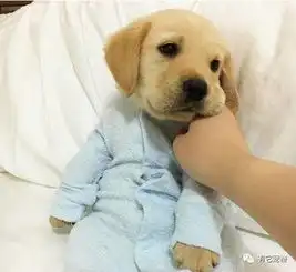狗狗情侣头像一对头像
