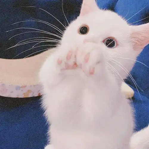 猫的情侣头像情头