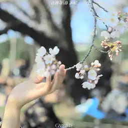  化作樱花树吧桜木