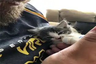  情侣收养了两只小奶猫,它们全身都是跳蚤,幸好遇到了好心人