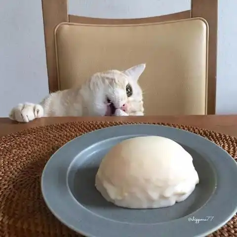 有关于猫的情侣头像张超