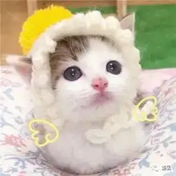 情侣猫头像超萌一对巫女