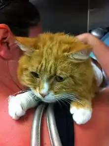  情侣领养一只橘猫,几天过后突然发现,这猫...好像不太对劲