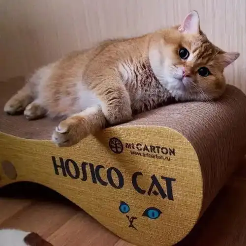  养宠经验猫便秘怎样处理