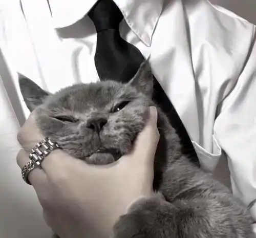 抱猫的情侣头像猫咪