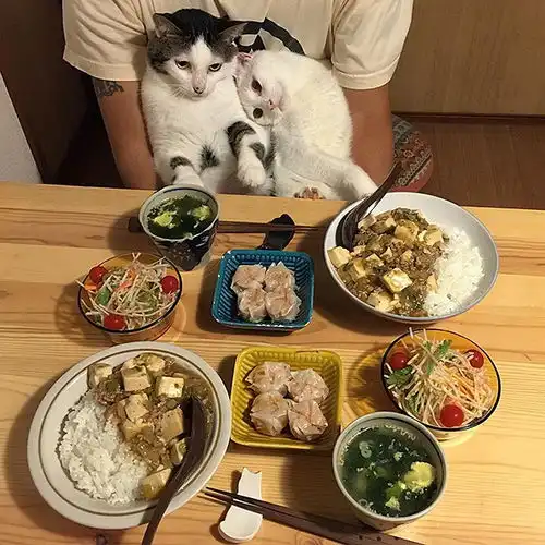  如何像这对日本网红夫妇般猫奴顿顿为猫拍照