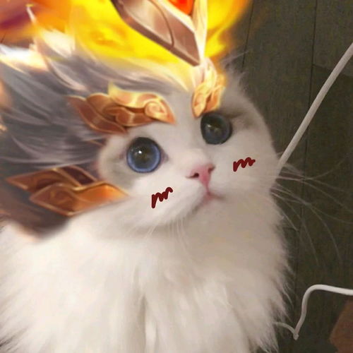  猫猫接头王者头像4
