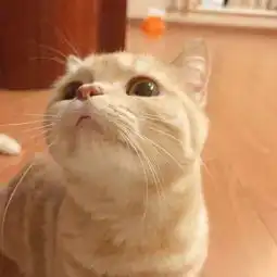 小猫情侣头像超萌猫咪
