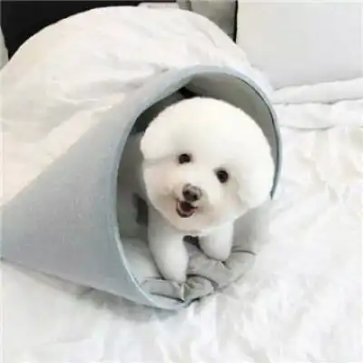 狗狗情侣头像一对大半