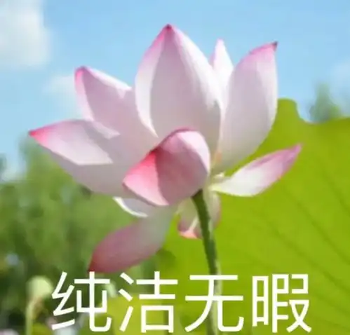 荷花头像高清